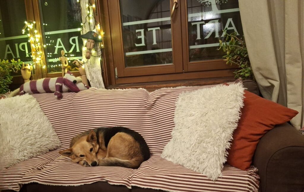 Psík Miško v ateliéri